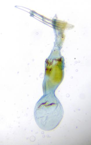Mompha subbistrigella